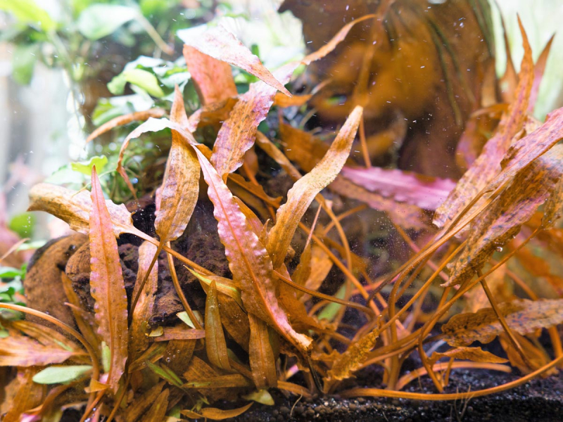 Preview: Orangener Wasserkelch - Cryptocoryne affinis ' Dark Orange'